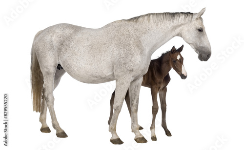 Mare and her foal view isolated over white background