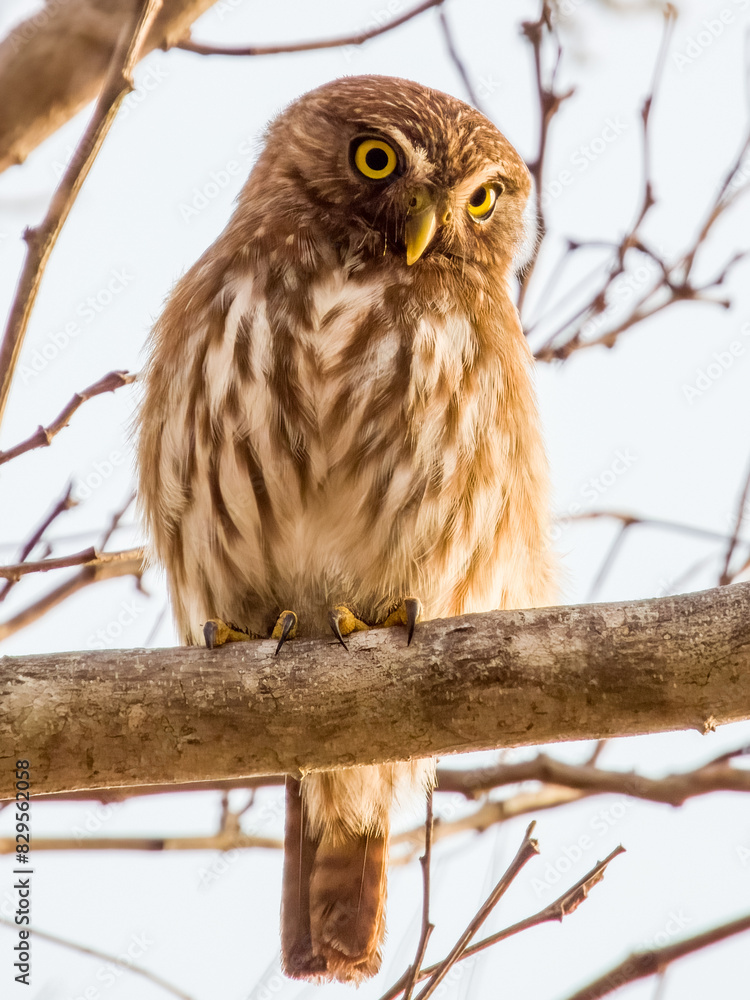 Ferruginous Pygmy-Owl Glaucidium brasilianum in Costa Rica Ferruginous Pygmy-Owl Glaucidium brasilianum in Costa Rica