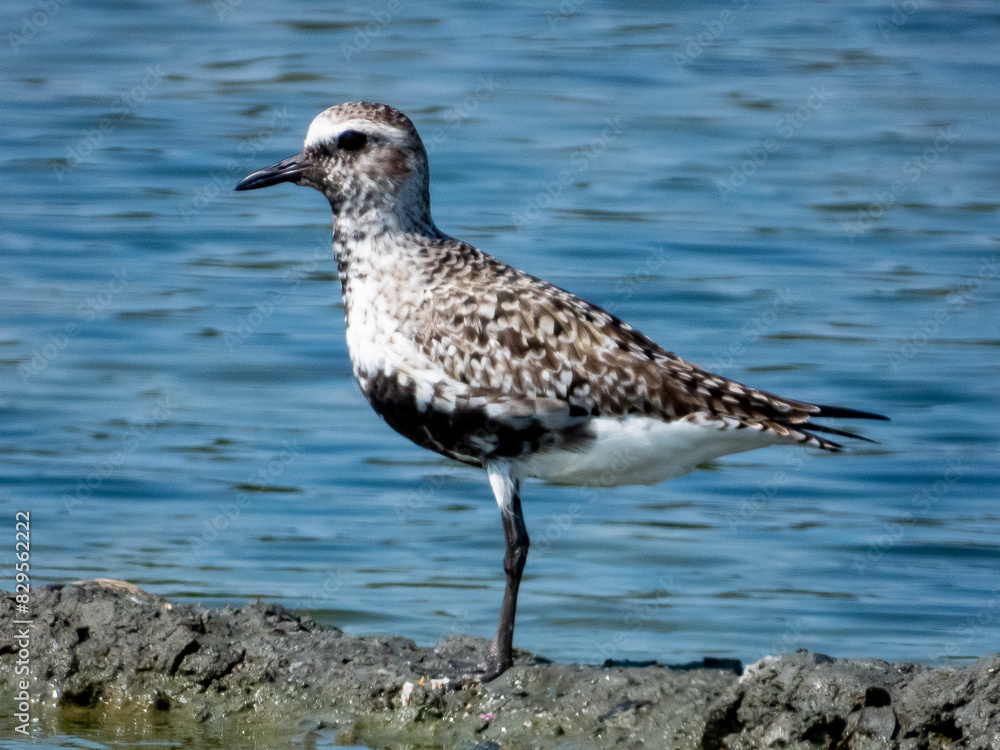 Grey Plover Pluvialis squatarola in Costa Rica Grey Plover Pluvialis squatarola in Costa Rica