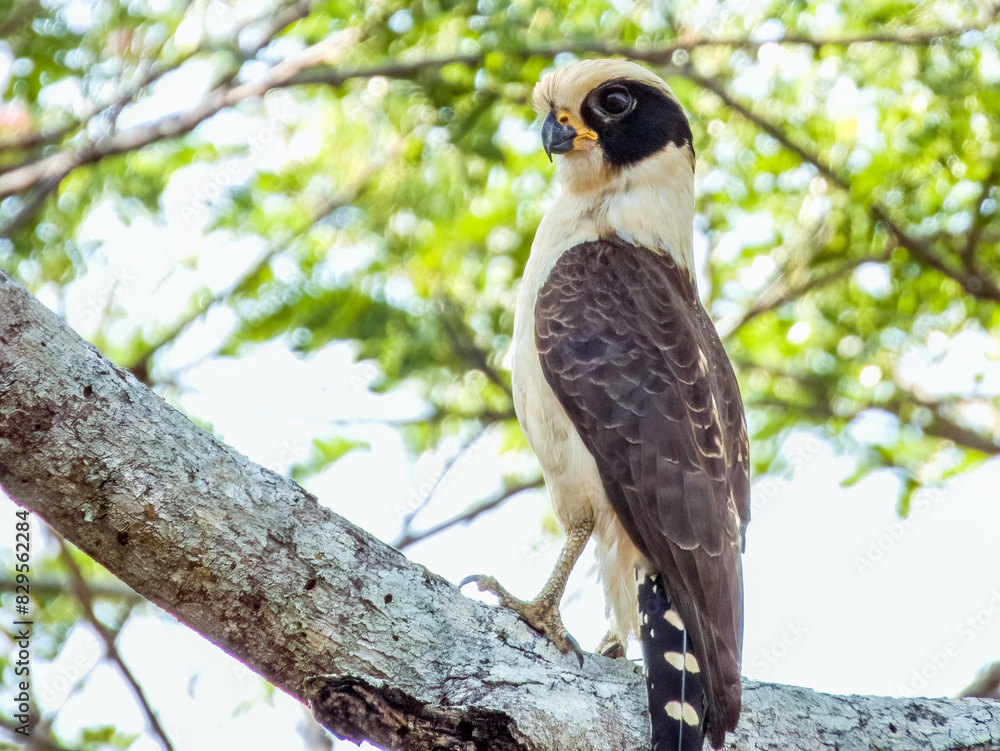 Laughing Falcon Herpetotheres cachinnans in Costa Rica Laughing Falcon Herpetotheres cachinnans in Costa Rica