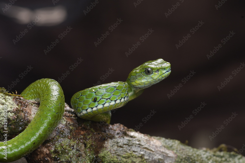 Fototapeta premium Craspedocephalus macrolepis, commonly known as the large-scaled pit viper, is a venomous pitviper species endemic to the Southern Western Ghats of South India