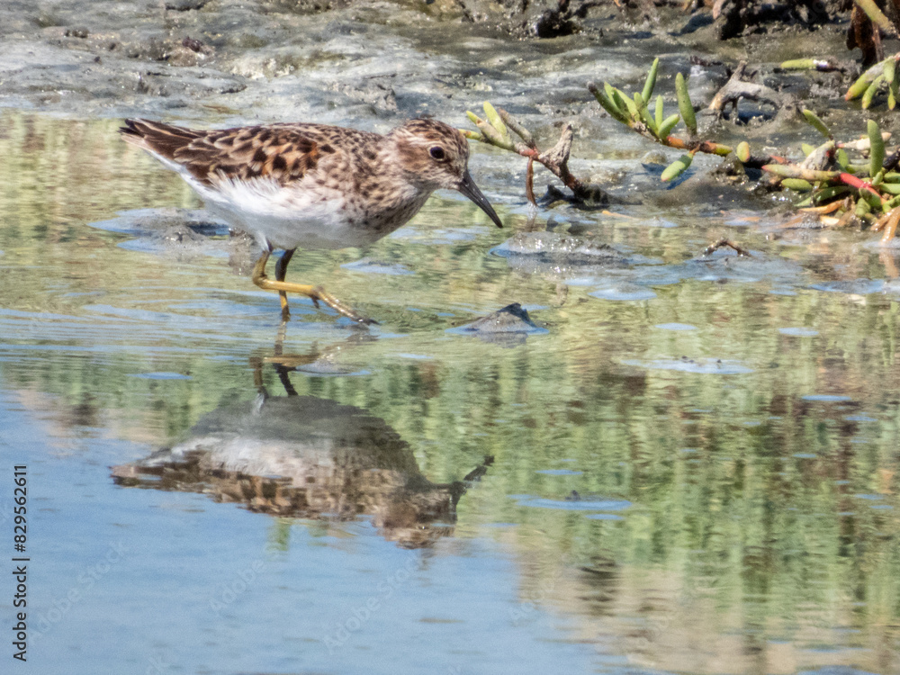 Least Sandpiper Calidris minutilla in Costa Rica Least Sandpiper Calidris minutilla in Costa Rica