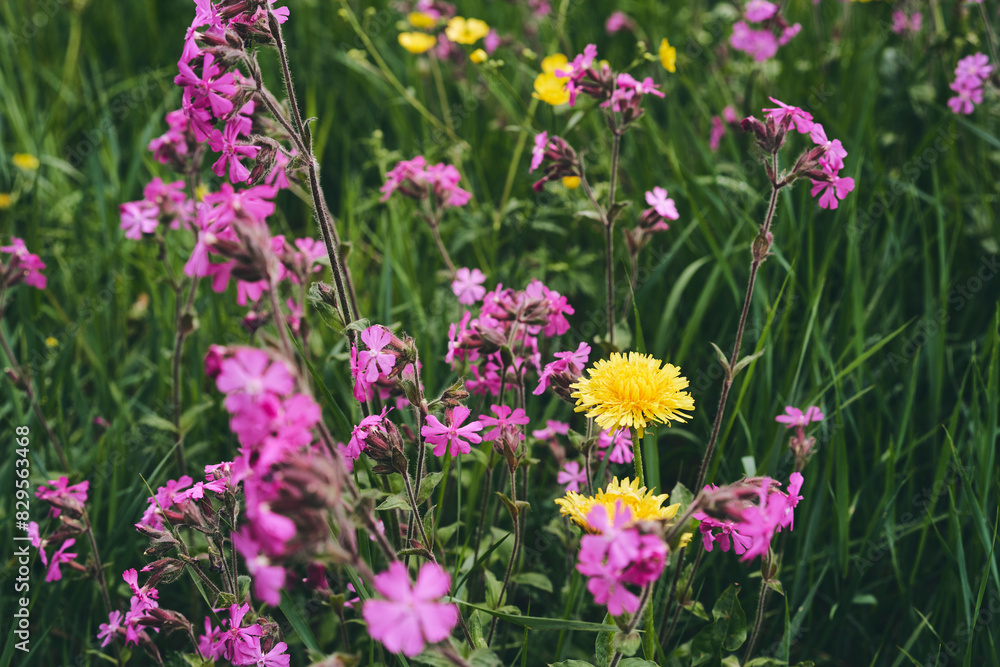 Fototapeta premium Flowers of dandelions and Silene dioica of the meadows in May.