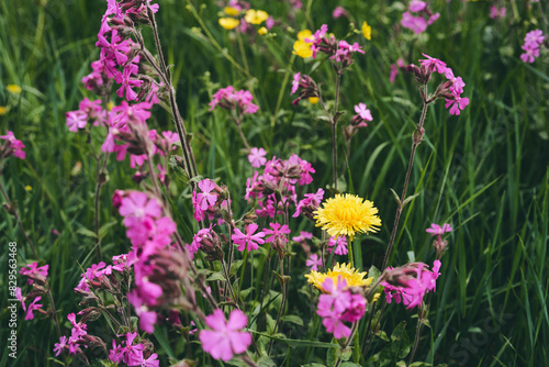 Flowers of dandelions and Silene dioica of the meadows in May.