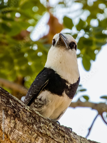 White-necked Puffbird Notharchus hyperrhynchus in Costa Rica photo
