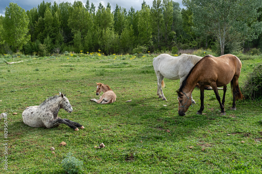 Fototapeta premium Mares grazing and foals lying on the meadow. Horses.