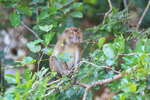  Crab-eating macaque (Macaca fascicularis), also known as the long-tailed macaque  in Palawan island, Philippines. © feathercollector