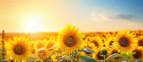 Sunflower field at sunset with a focus on a vibrant yellow flower conveying an agricultural theme with room for text in a banner like copy space image