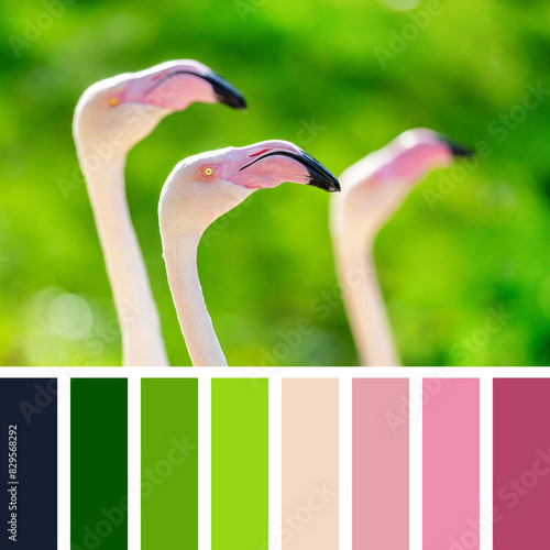 Greater flamingos against a green foliage background. In a colour palette with complimentary colour swatches.
