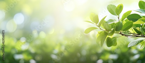 Copy space image with blurred foliage in the background capturing bright summer sunlight