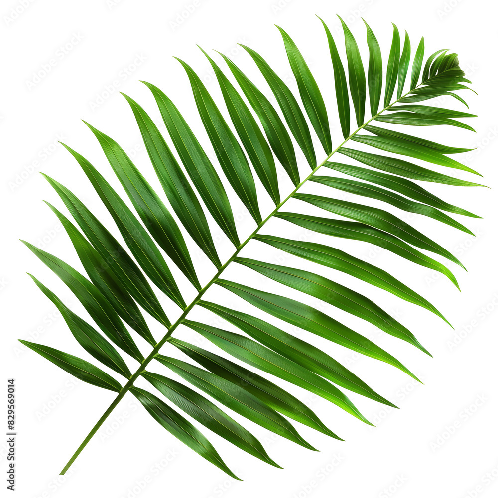 Fototapeta premium Arenga Palm Leaf, single object, Di-Cut PNG style, isolated white backgroun
