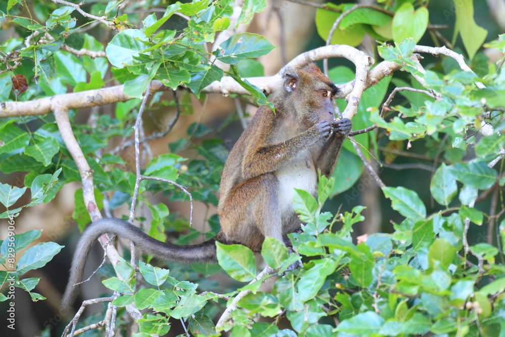 Crab-eating macaque (Macaca fascicularis), also known as the long ...