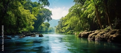 Beautiful landscape of a river in the jungle with a copy space image photo