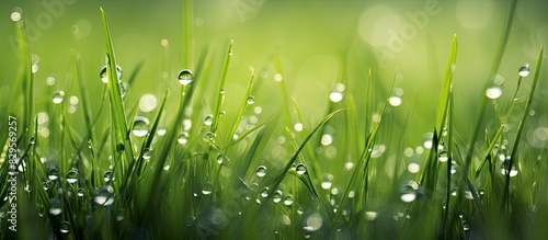 Wet green grass covered in dew drops creates an abstract background with copy space image available