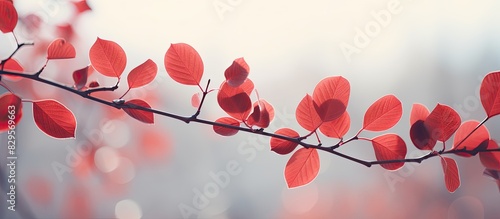 Close up view of beautiful red Scumpia tree branches selective focus Deciduous Cotinus tree and shrub in focus copy space image photo