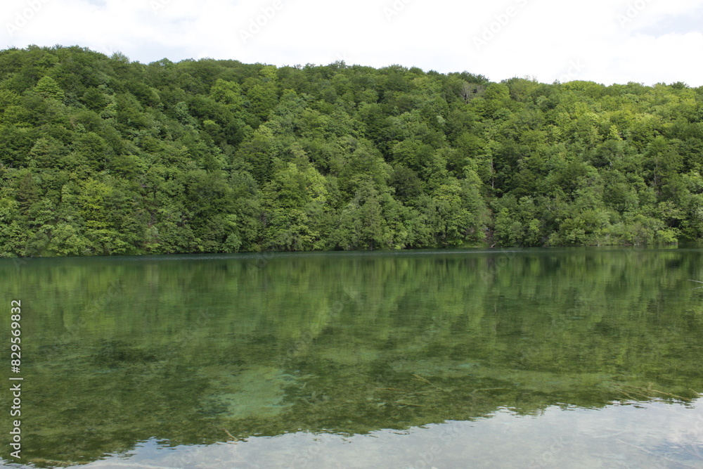 Forest on the shore of a large mysterious lake with clear, cold water Forest on the shore of a large mysterious lake with clear, cold water