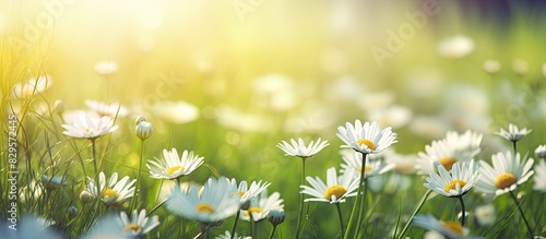 A serene meadow with green grass and blooming chamomile featuring white daisies in sunlight with a soft focus creating a tranquil spring or summer copy space image