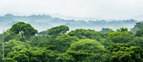 Green trees with lush canopies in Asia creating a scenic view set against a white background for a stunning copy space image