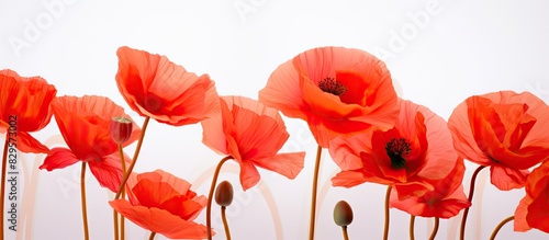 Close up image of red poppy flowers in sunlight against a white backdrop with selective focus showcasing their vibrant coral hues and a clean background for copy space