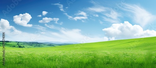 Springtime brings a lush green field as a picturesque background with fresh green grass ideal for a copy space image