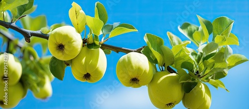 Unripe quince fruit in the garden with a clear sky in the background providing copy space image photo