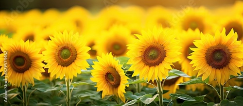 Sunflowers Helianthus annuus blooming against a backdrop of a lush green field with ample copy space image