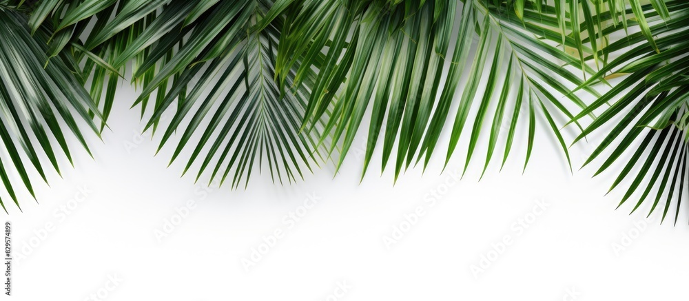 Palm leaves with copy space image on white backdrop Palm leaves with copy space image on white backdrop