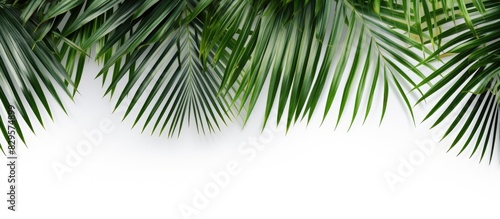 Palm leaves with copy space image on white backdrop