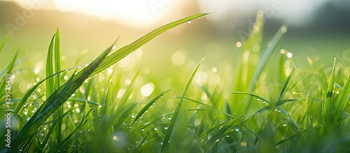 Dew glistens on the lush green paddy leaves against a beautiful sunrise backdrop in a tranquil rural setting in this stunning copy space image