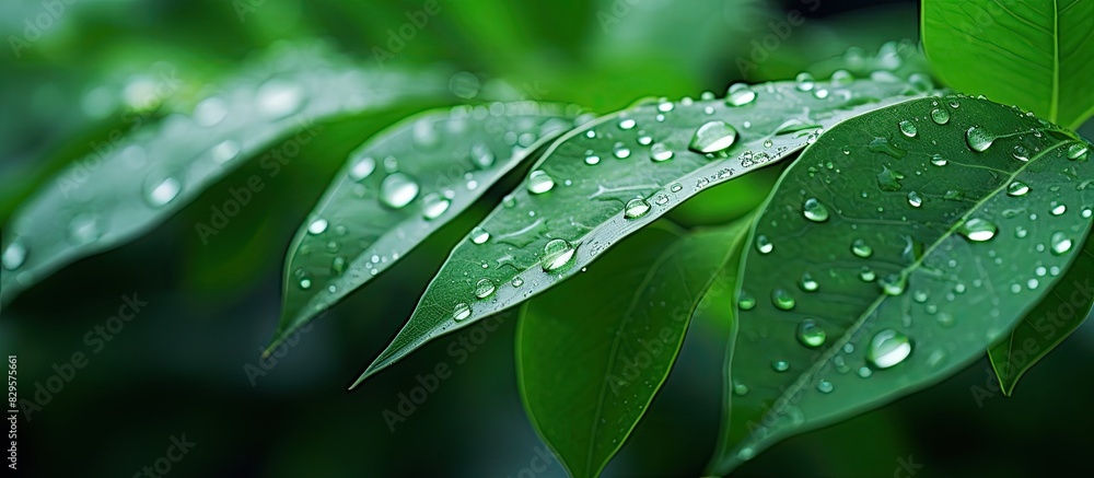 Rain drops on green leaves create a beautiful image with copy space Rain drops on green leaves create a beautiful image with copy space