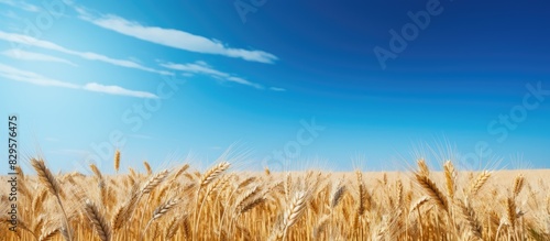 Field of wheat ready for harvesting under a clear blue sky providing a stunning view with abundant copy space image