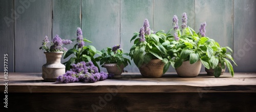 A charming still life composition featuring a bunch of blooming wild basil Clinopodium vulgare arranged on a rustic weathered windowsill made of vintage wood creating a picturesque scene with ample co photo