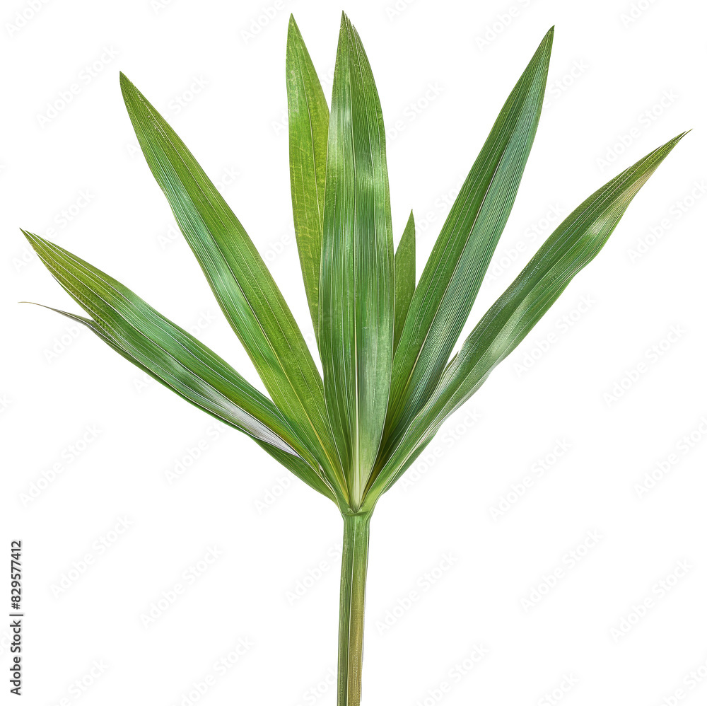 Yucca Leaf, single object, Di-Cut PNG style, ISOLATED transparent background Yucca Leaf, single object, Di-Cut PNG style, ISOLATED transparent background