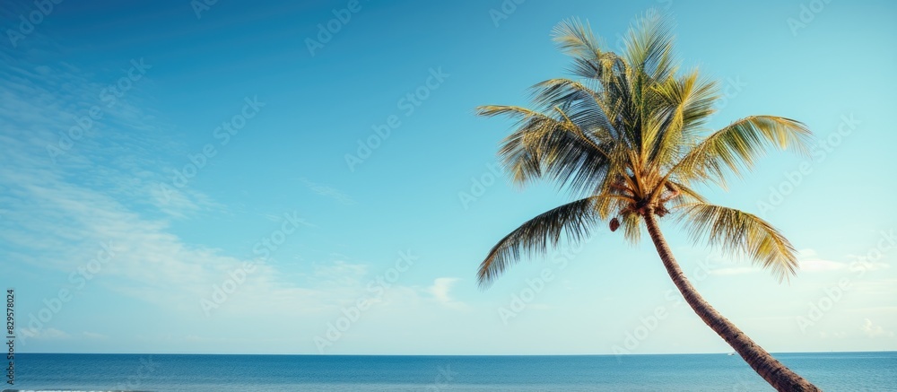 Scenic palm tree setting with copy space image
