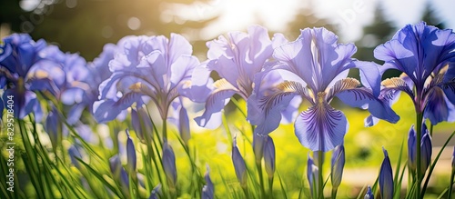 Beautiful blue flowers of Siberian iris sort Cambridge Siberian iris or Siberian flag in garden. Copy space image. Place for adding text and design photo