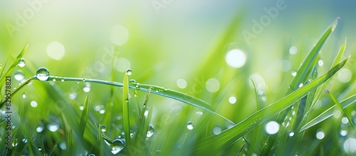 Natural background showcasing fresh green grass with dew drops offering copy space image