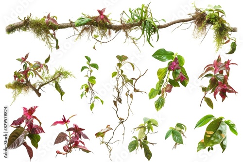 chaotic jungle vine with moss  lichens and leaves of a wild orchid climber