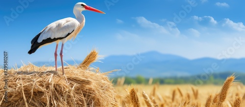 A White stork perched on a straw bale Ciconia ciconia against a backdrop with copy space image