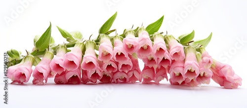 Wallpaper Mural Close up of Digitalis foxglove flower buds isolated on a white background with copy space image Torontodigital.ca
