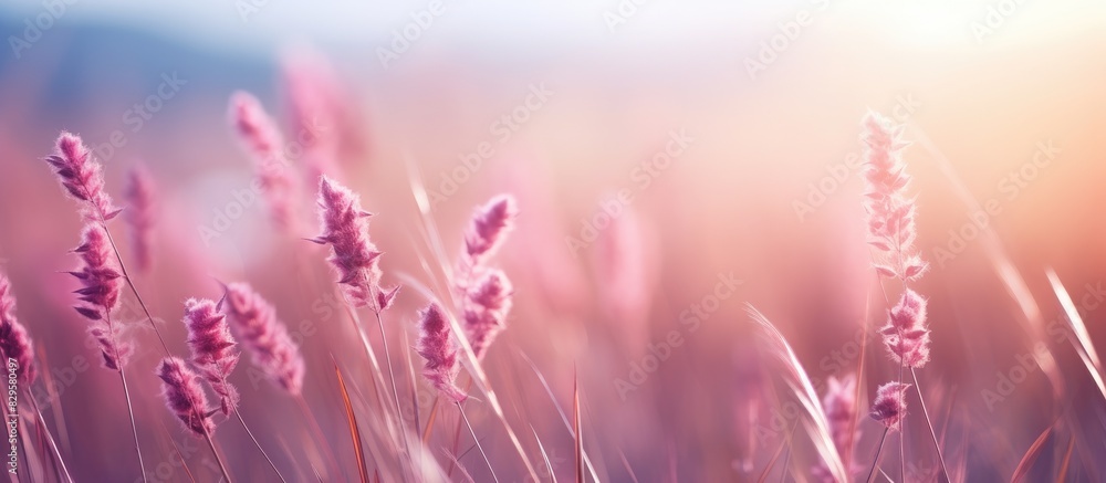 Blurry image of grass flowers or heather for background with a warm color style Ideal for copy space image Blurry image of grass flowers or heather for background with a warm color style Ideal for copy space image