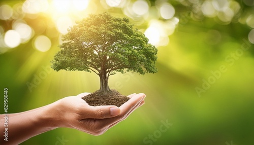 Bright idea for business growth hand holding big tree growing on green background with sunshine