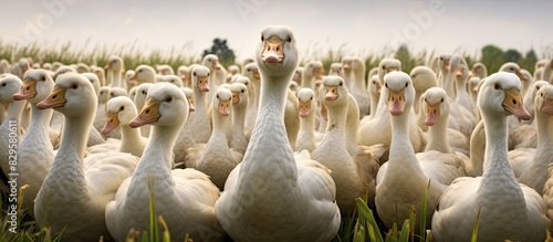 A large group of geese on the field with a copy space image photo