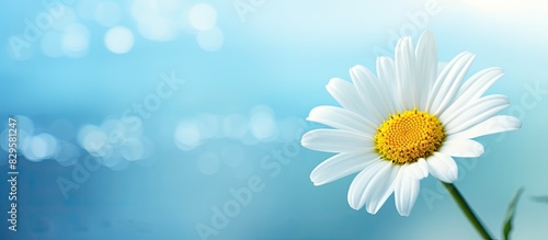 Daisy with copy space image for your text and design needs