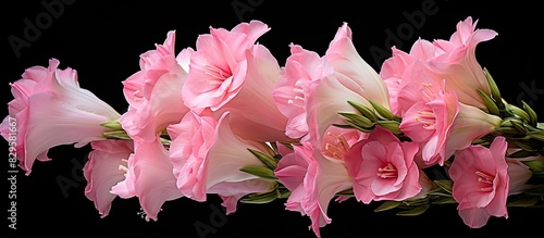 Pink Gladiolus flowers from Franklin Vermont beautifully displayed in a copy space image photo