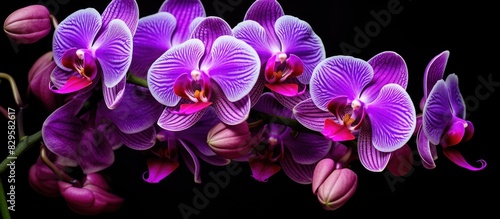 Doritaenopsis a genus of artificial hybrid purple Orchid flowers was first created Beautiful blooms provide ideal copy space image