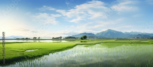 A wetland area surrounded by rice paddies with a copy space image