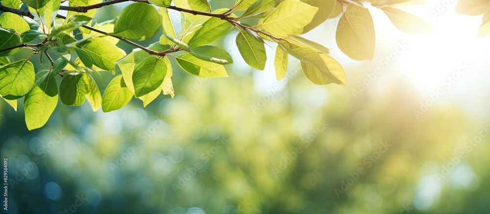 Copy space image with blurred foliage in the background capturing bright summer sunlight