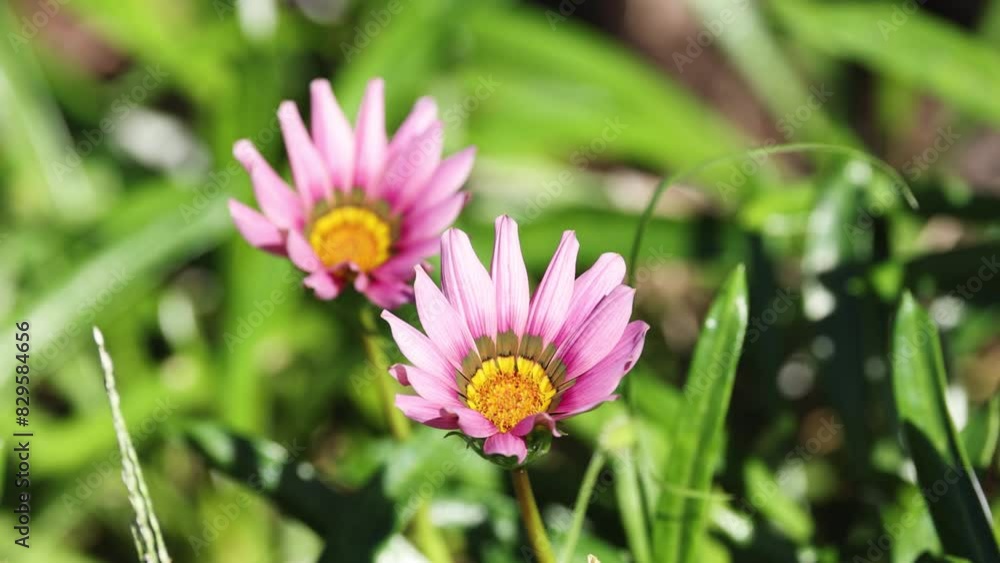 Pink Flowers in Greenery Pink Flowers in Greenery