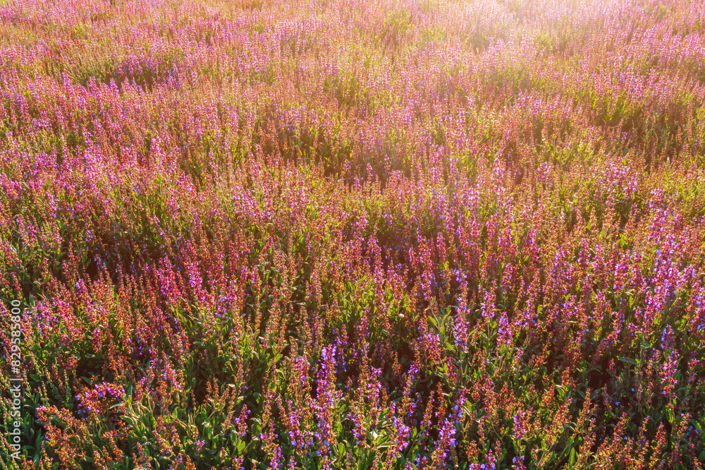 Obraz premium Common sage (Salvia officinalis) plantation. Sage is a perennial evergreen shrub with blue to purplish flowers, a member of the mint family