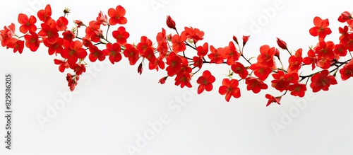 Red flowers on a white backdrop with copy space image
